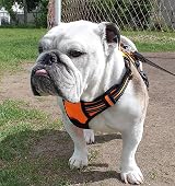 rabbitgoo Dog Harness Medium No Pull with 2 Leash Clips Reflective Orange M view 9