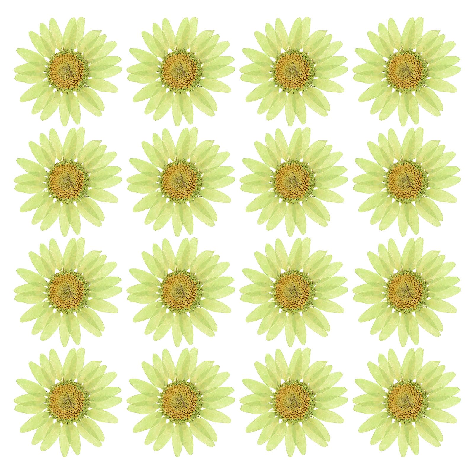 PATIKIL 48 Pcs Dried Pressed Flower Natural Dried Daisy Flower for DIY Art Crafts House Decoration Nails Decoration,Soft Green