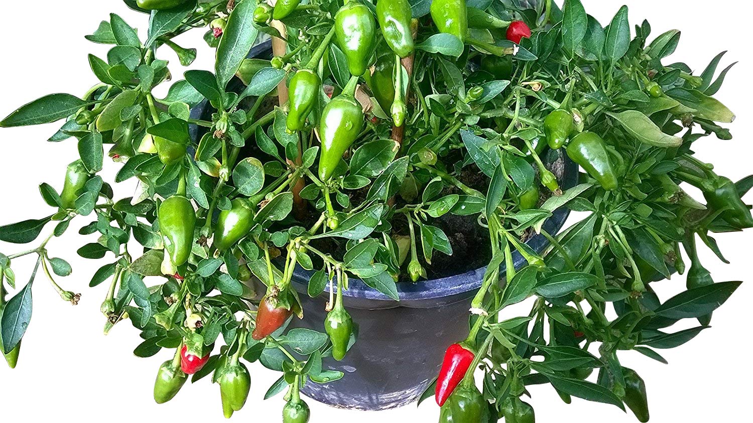 10 Sibirien Hot-House pimienta semillas, por samenchilishop ...