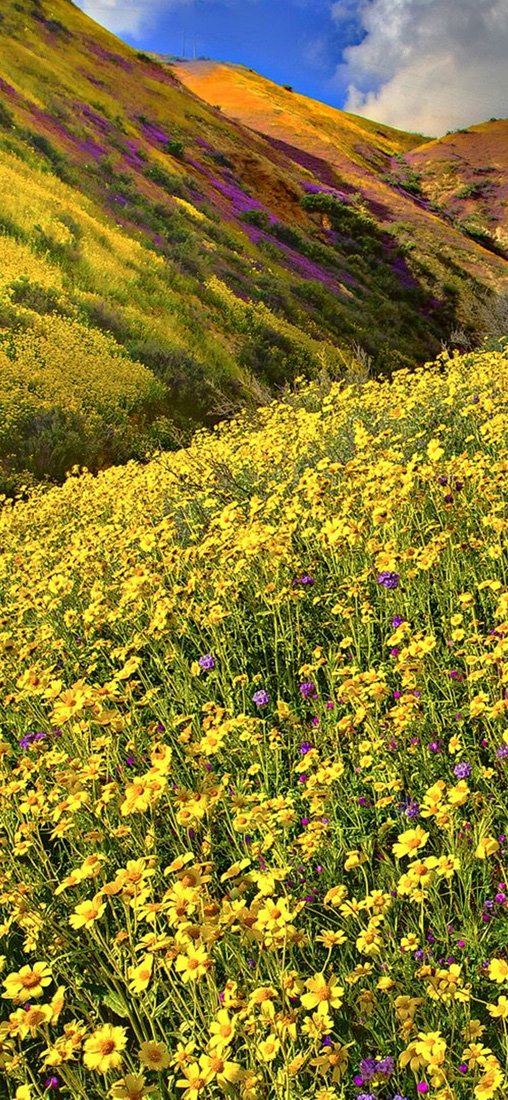 PeelitStickit, Beautiful Nature Wall Murals, ID-3190, vinyl