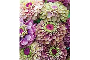Beautiful Garden Plant Seeds 200 Pcs Zinnia Seeds Queen Red Lime