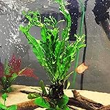 Mainam Microsorum Windelov Potted Lace Java Fern