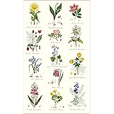 Samuel Lamont, Botanic Garden Kitchen/Tea Towel, 100 Percent Cotton, Imported from UK