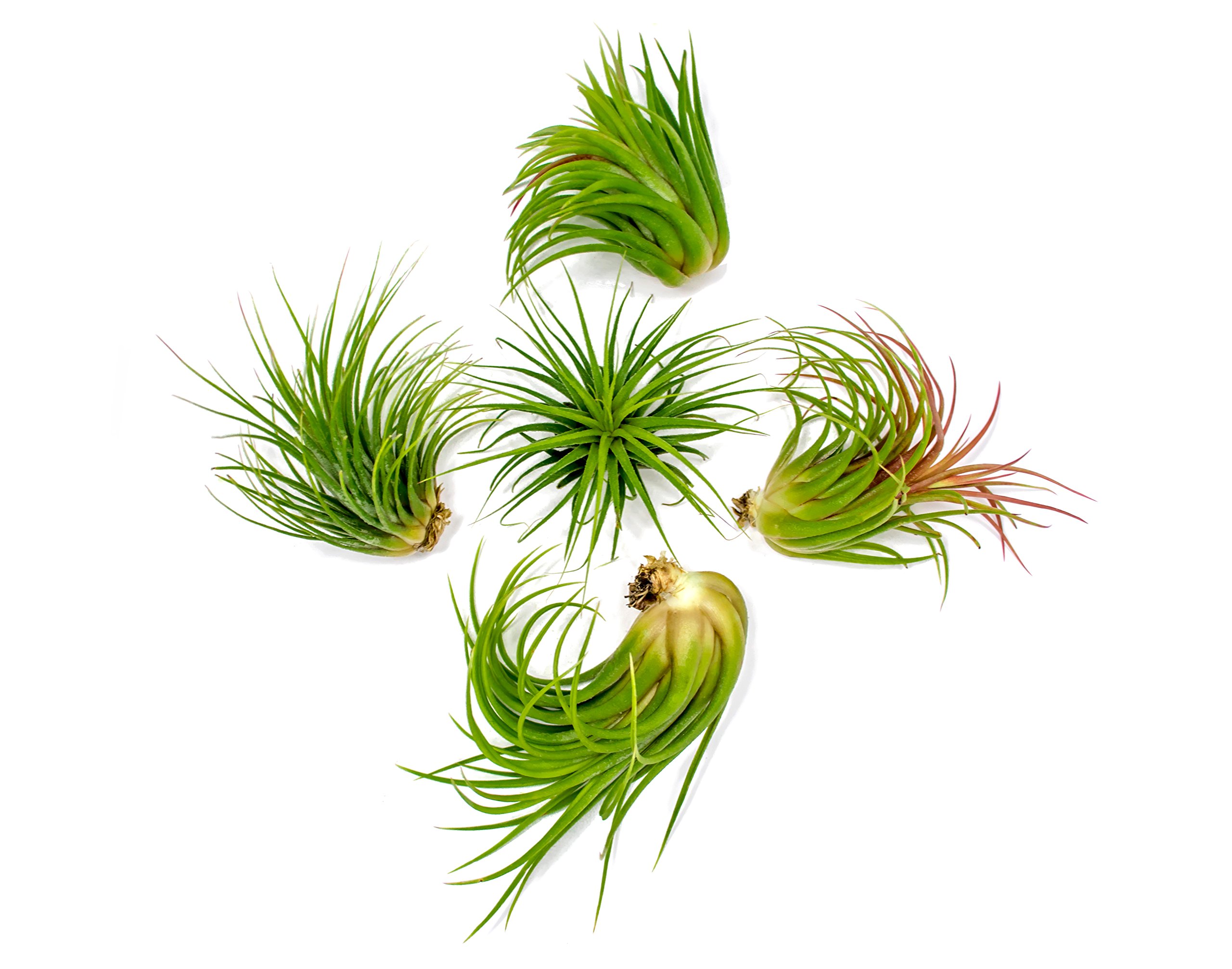 5 Ionantha Tillandsia Air Plant Pack, Each 2 to 3.5 Inches Long, Live