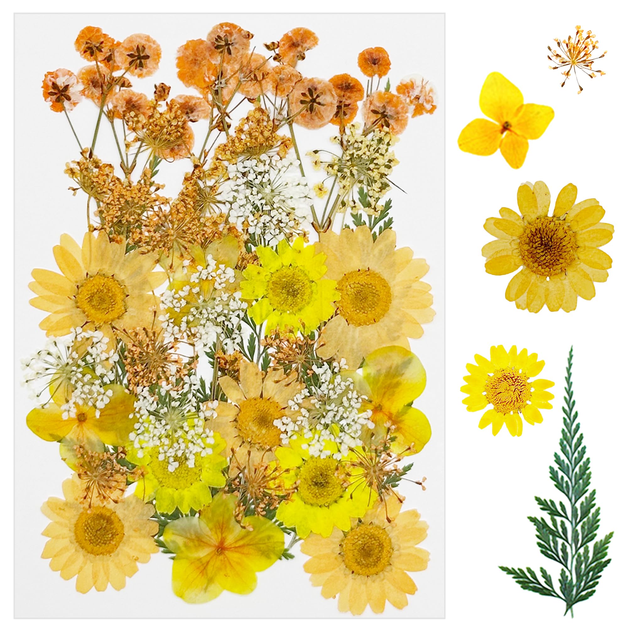 Cayway 33 PCS Dried Pressed Flowers for Resin, Real Pressed Flowers Dry Leaves Kit Natural Dried Pressed Leaves for Art Crafts Resin Scrapbook Supplies Soap Candle DIY, Yellow