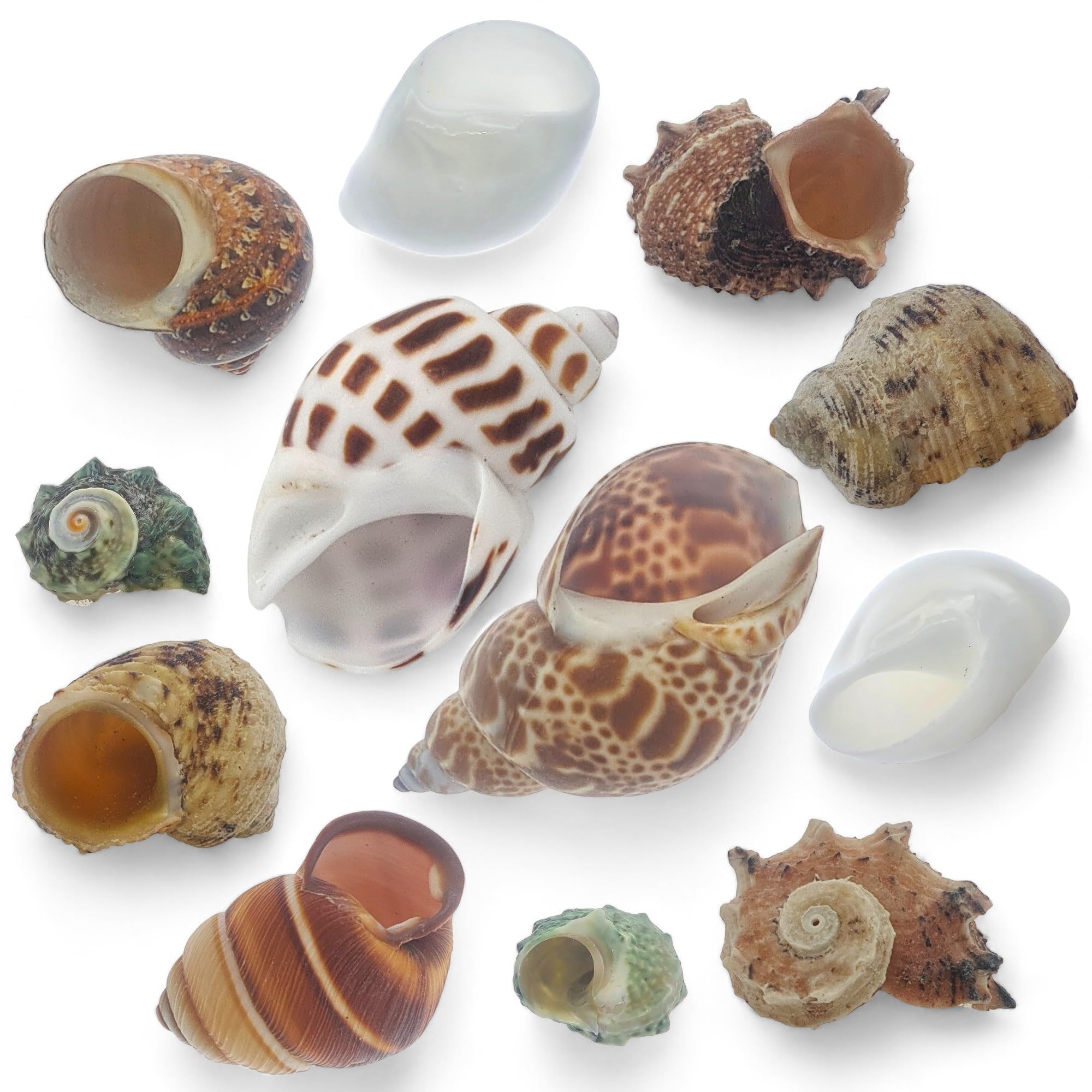AVALON Pack of 12 Natural Hermit Crab Shells - Shell Sizes: 2.5cm-6cm, Openings: 1cm-3cm - Perfect for Hermit Crab Habitats and Decorative Use, Aquariums, Crafting etc