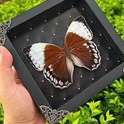 Real Framed Butterfly Moth Dead Insect Dried Bug
