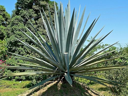 Amazon Com 10 Seeds Agave Tequiliana The Tequila Or Blue Agave