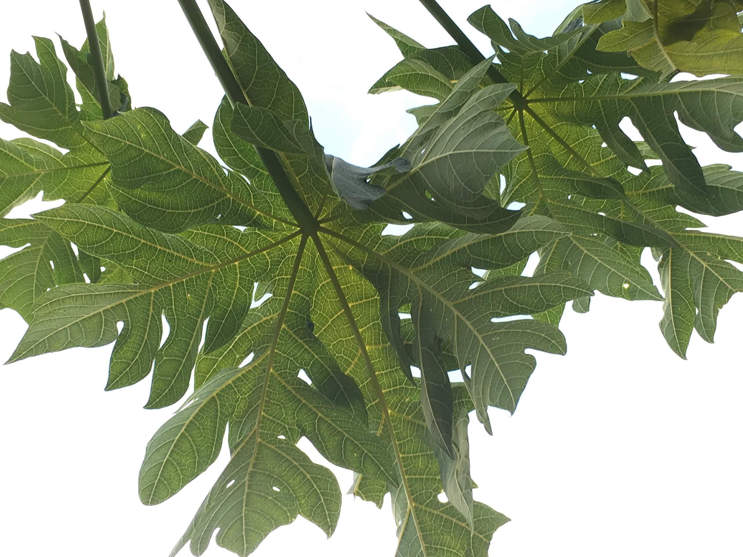 Fresh Papaya Leaves with Stem - Big Leaves (8-9oz) - Fresh Florida - US Grown by MovaGarden