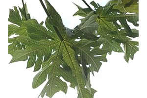 GOODLUCK GANESHA Papaya Leaves Fresh for Tea Organic All Natural, USA South Florida. Qty of OZ (4-5oz)