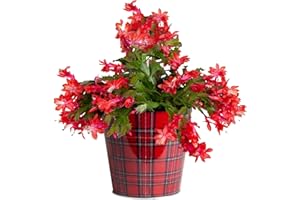 Costa Farms Christmas Cactus Live Plant in Holiday Decorative Plant Pot, Easy Flowering Indoor Houseplant, Seasonal Holidays Room or Office Decor, House Warming Xmas Gift, 8-10 Inches Tall
