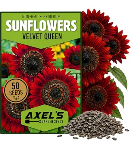 Amazon.com : Pink Dwarf Sunflower Seeds for Planting - Grow Teddy