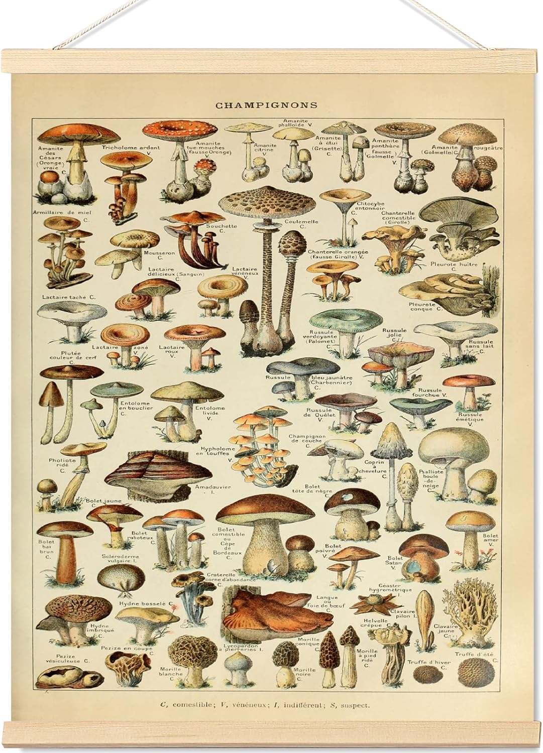 Wall Décor - Vintage Mushroom Poster Fungus Wall Art Prints, Cottagecore Mushroom Wall Hanging Decor, Colorful Rustic Plant Canvas Wall Art Picture for Dining Room Kitchen Bedroom classroom Decor Frame 16x22 inch