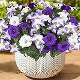 Artificial Flowers for Outdoors, Faux Petunias Spring Summer Decoration, Fake Flowers Plants UV Resistant Look Real Silk Flowers for Outside Planter Front Door Porch Patio Yard (6, Purple-White)