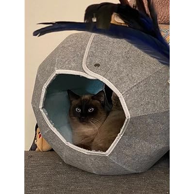 frisco foldable canopy cat bed