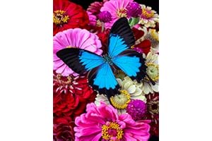 croshom Butterfly Diamond Art Painting Kits for Adults, Full Drill gem Art Paintings for Beginners, Round 5D Paint with Diamonds Pictures Gem Art Painting Kits DIY Crafts Kits 12x16in