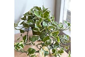 LA COSTA PLANTS LLC N-Joy Pothos Live Plant, 6 Inch Hanging Basket, Long Trailing Vines, Indoor Decorative Houseplant