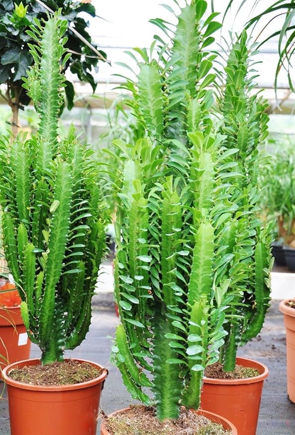 Palmenmann Wolfsmilch Euphorbia Grun Euphorbia Trigona Amazon De Garten