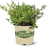 Better Boxwood 1 Gal. Babylon Beauty Shrub