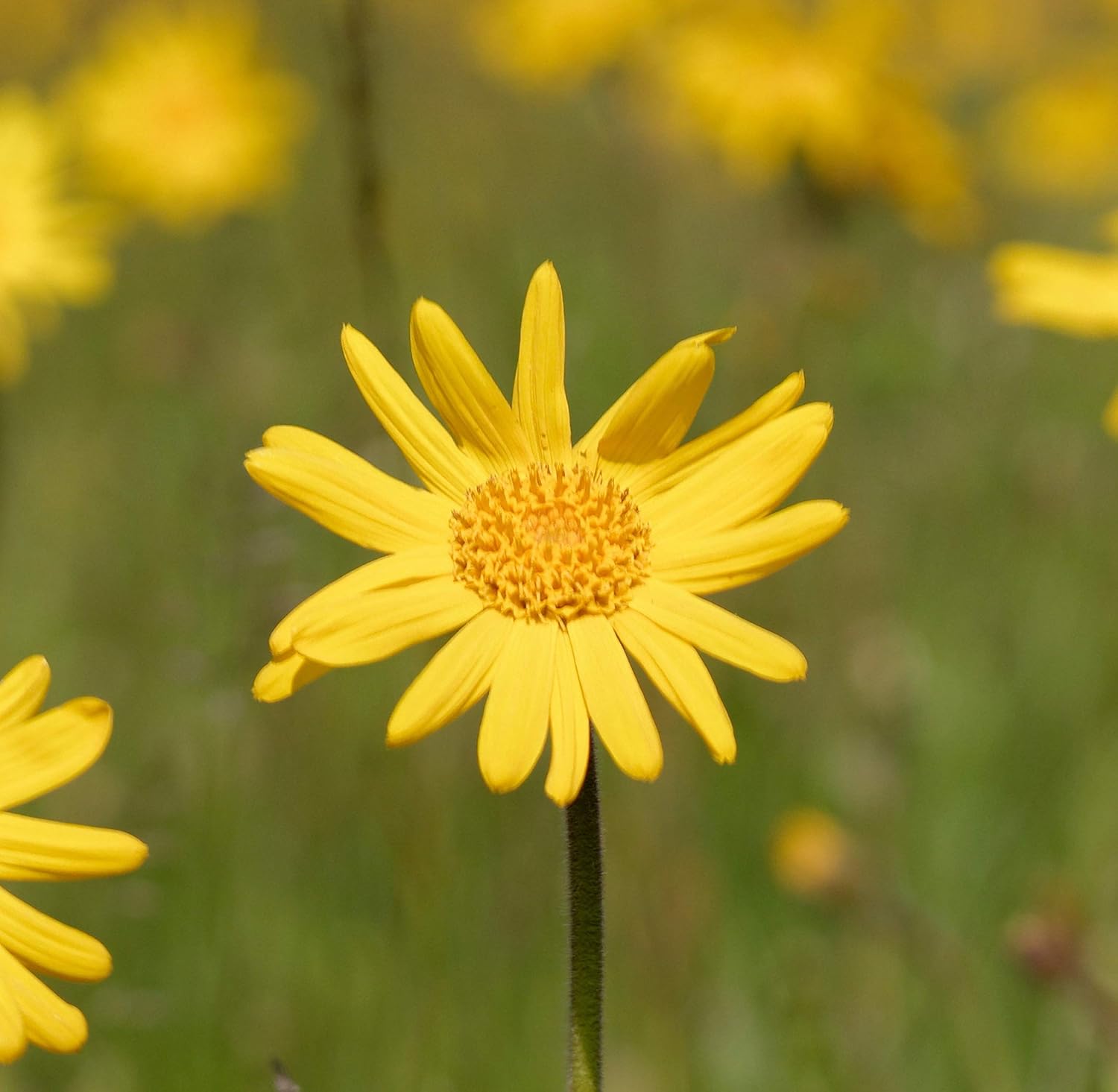 Weleda Arnica Massage Oil - 3.4 Oz, 3.4 Ounces : Beauty