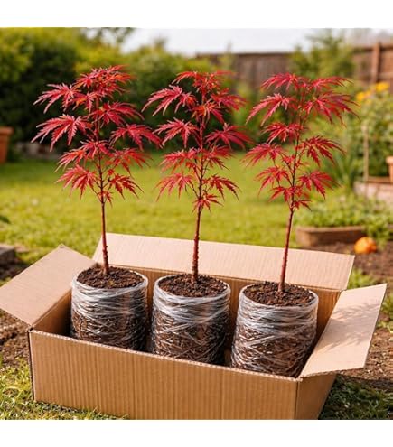 Amazon.com : Japanese Red Maple, Compact, Deciduous, Bright Red