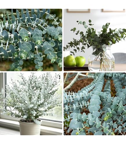 Amazon.com : Eucalyptus Seeds for Planting (50 Seeds) - Popular for Cut and  Flowers and Decor : Patio, Lawn & Garden
