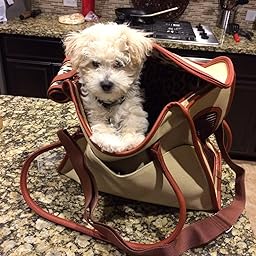 Image result for dog inside purse