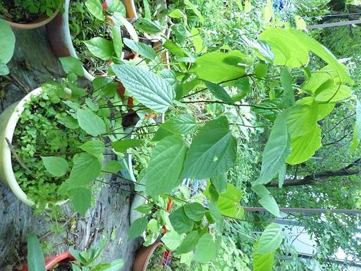 Portal Cool 50-60 cm de Largo: Rare Delicioso Hovenia Dulcis ...