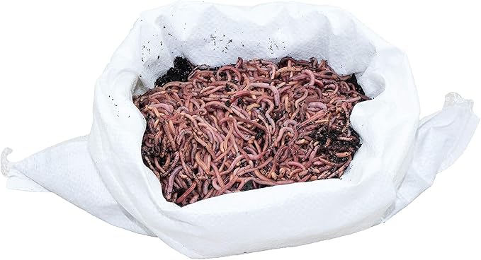 Kompostierungswuermer amazon