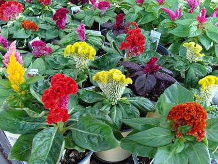 Firstly Pack of 50 FlowerSeeds- Plant Seeds for Hanging Pot