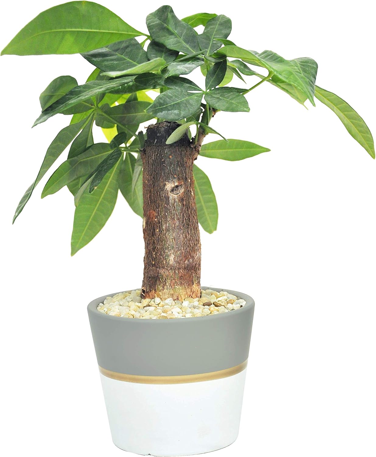 suncast pt4500 cedar potting bench on Costa Farms Money Tree Mini Pachira Ships In Ceramic Planter 10 Inches Gift Or Home Decor Garden Outdoor Amazon Com