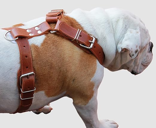 leather pitbull collars
