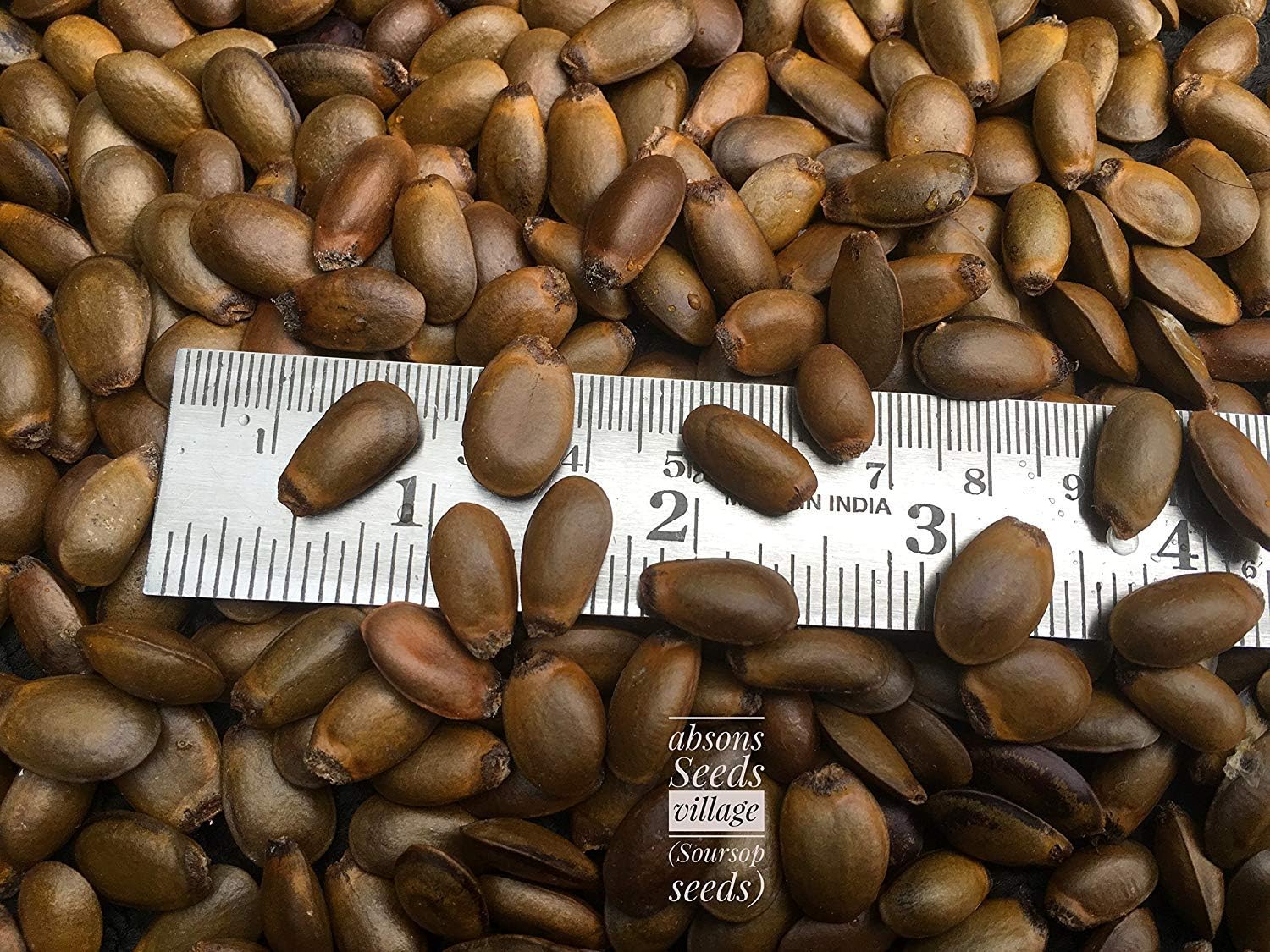 Other Seeds Bulbs 25seeds Guanabana Guyabano Seeds Organic From Home Garden Other Seeds Bulbs 25seeds Guanabana Guyabano Seeds Organic From Home Garden