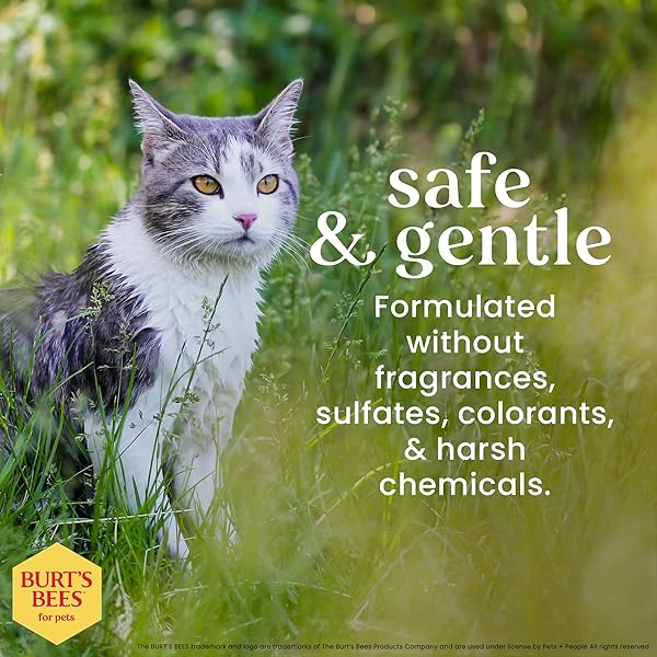 BURT’S BEES FOR PETS HYPOALLERGENIC CAT SHAMPOO WITH SHEA BUTTER AND HONEY, GENTLE KITTEN SHAMPOO FOR INDOOR CATS WITH DRY OR SENSITIVE SKIN, CAT BATHING SUPPLIES, 10 FL OZ