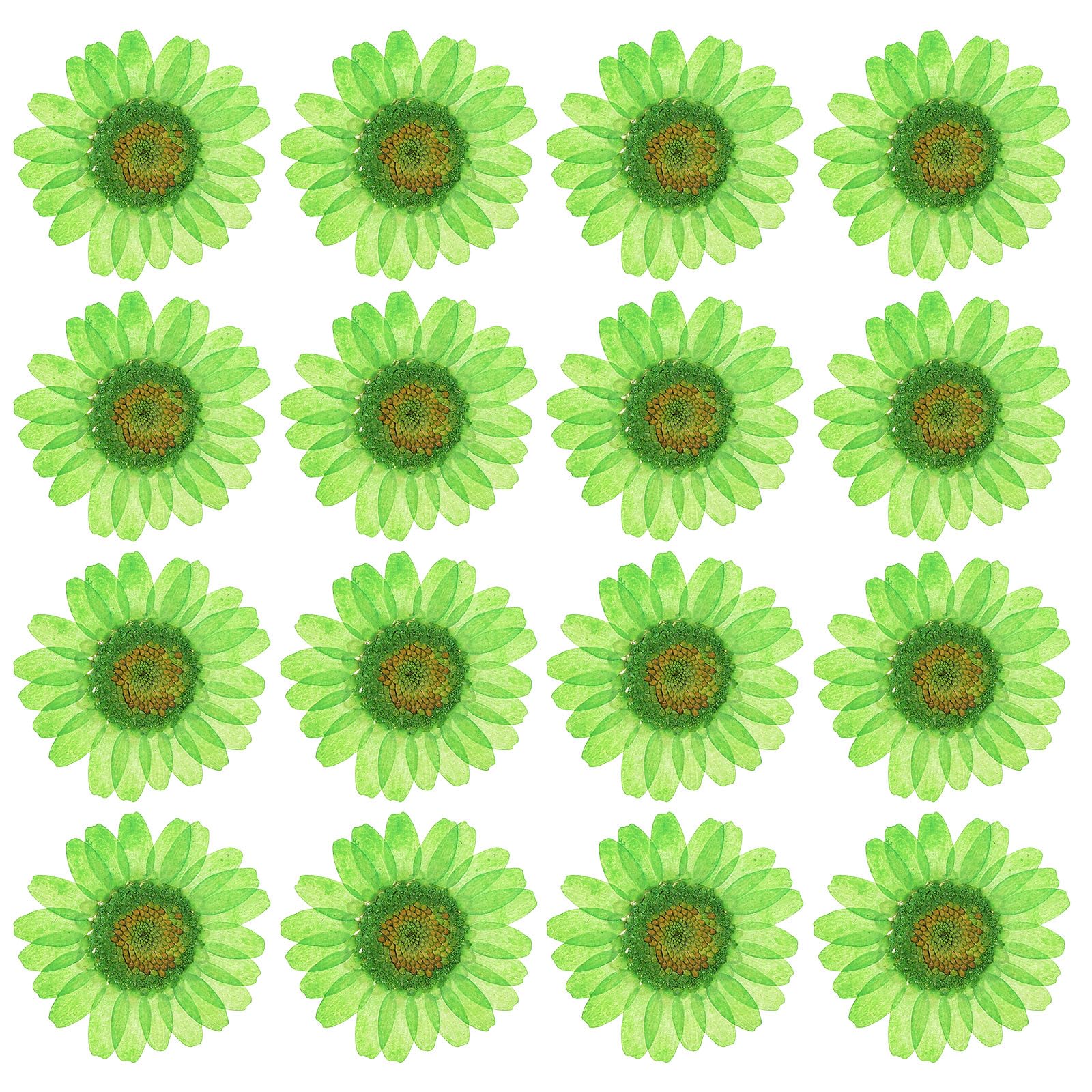 PATIKIL 48 Pcs Dried Pressed Flower Natural Dried Daisy Flower for DIY Art Crafts House Decoration Nails Decoration,Dark Green