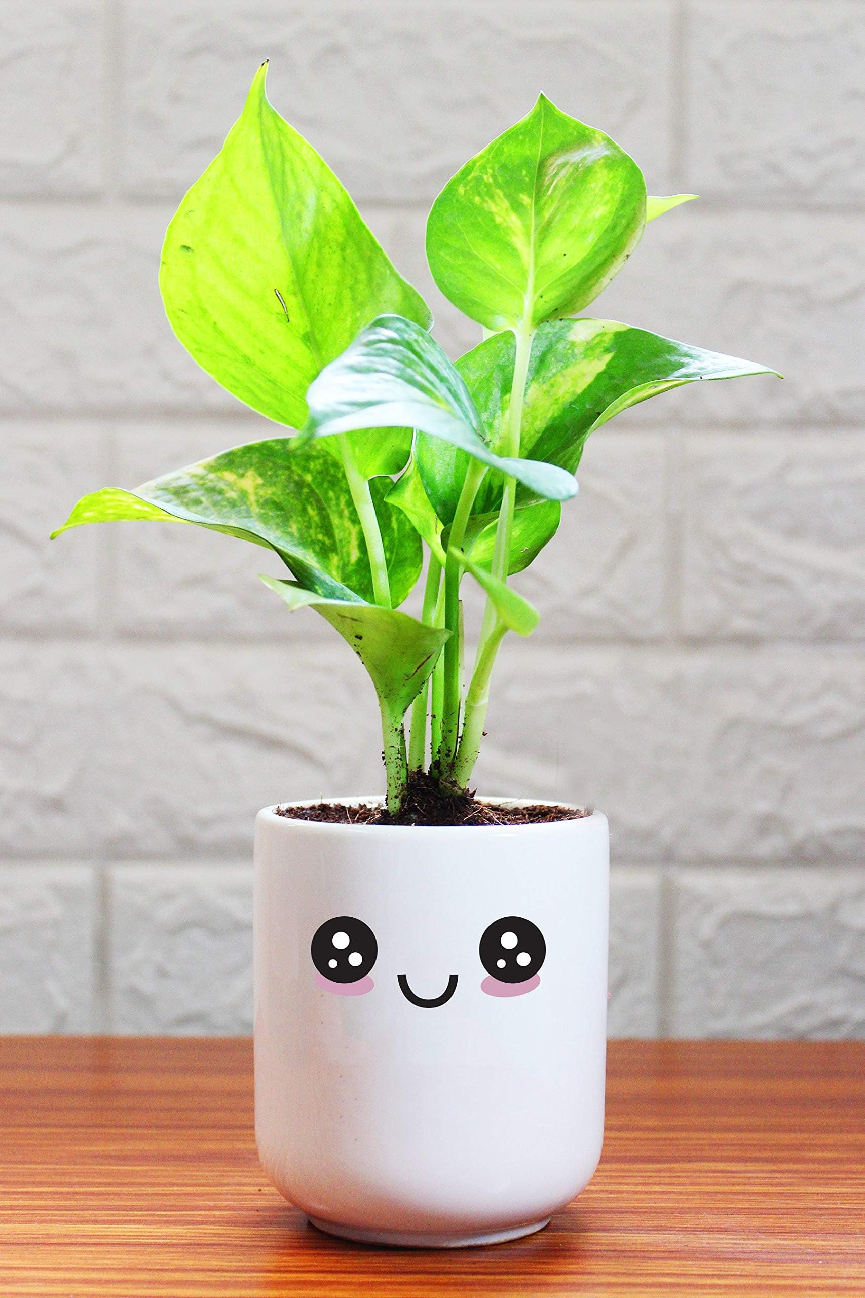 Rolling Nature Good Luck Air Purifying Money Plant in Happy Emoji White Ceramic Pot