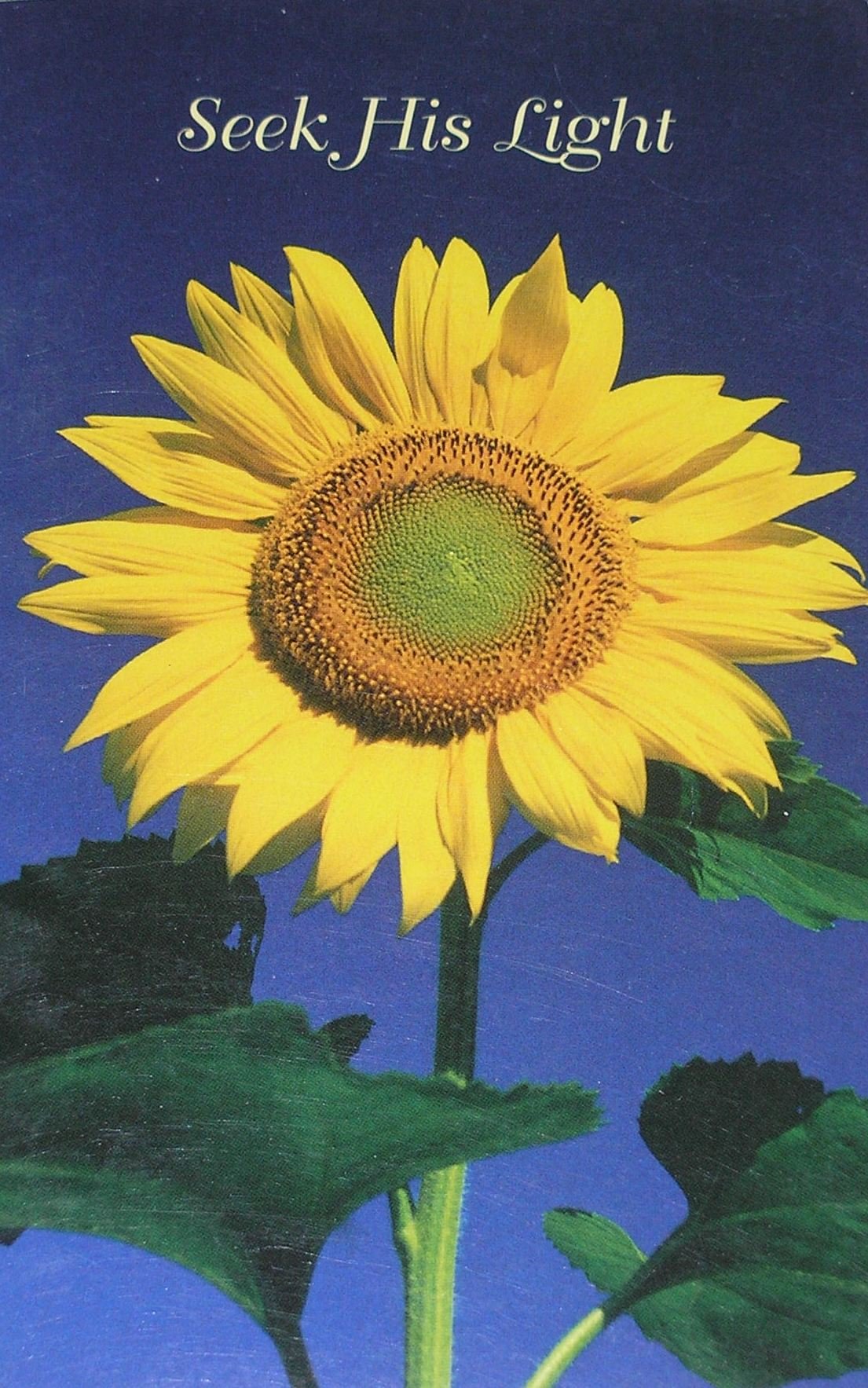 Seek His Light Jennifer Grimaldi Editor Amazon Com Books