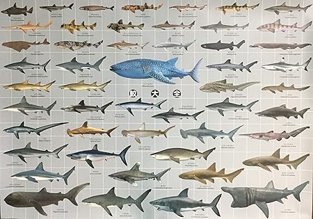 Amazon 鮫 ポスター 特大サイズ 鮫大全 お風呂ポスター サメ 図鑑 ａ1 サイズ 841 584mm Ki 090 A 生物 動物 人体 おもちゃ