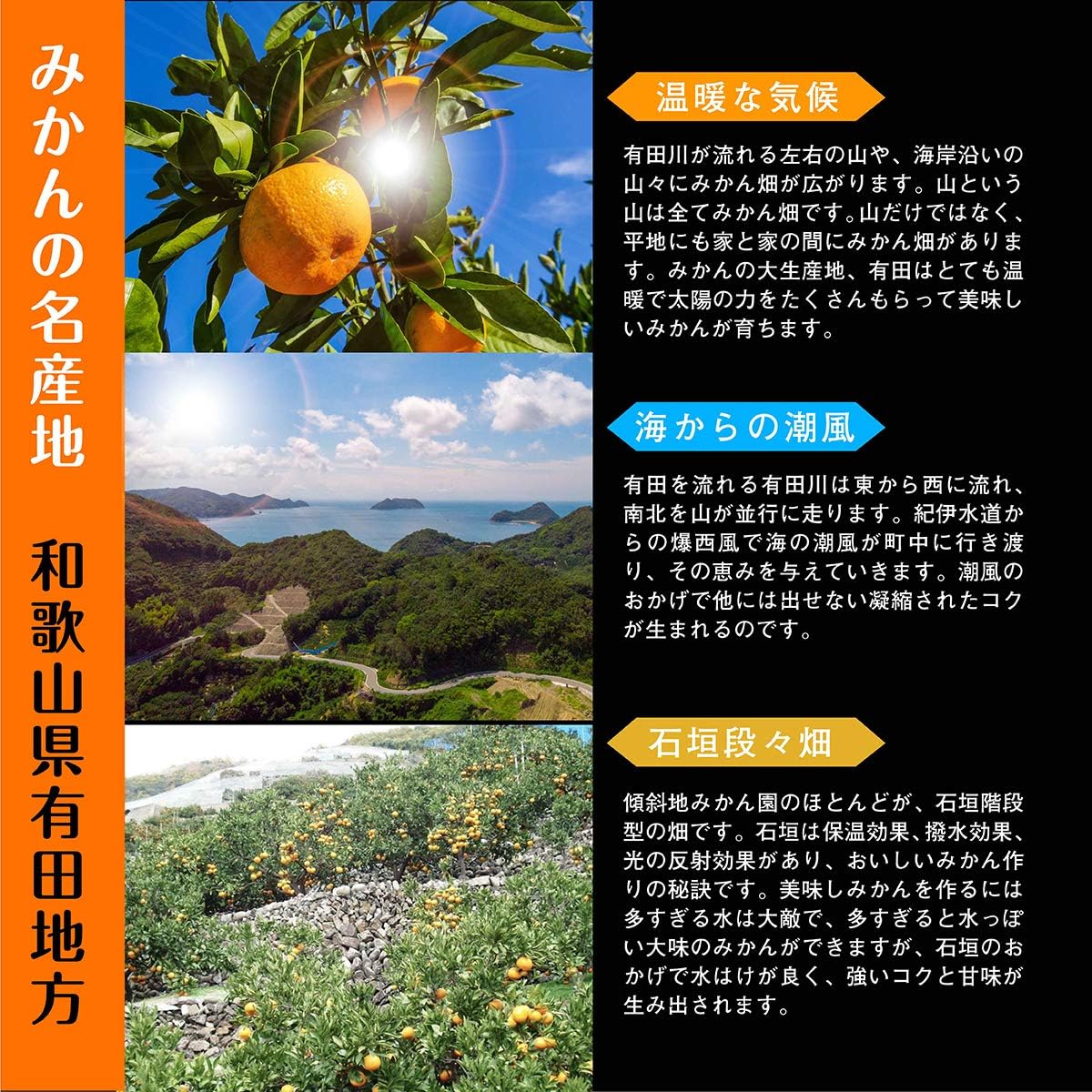 Amazon みかん 和歌山県産 赤秀 有田ミカン 産地直送 選別済 10kg お歳暮 のし対応可能 株式会社sakuraグループ みかん 柑橘類 通販 Amazon みかん 和歌山県産 赤秀 有田ミカン 産地直送 選別済 10kg お歳暮 のし対応可能 株式会社sakuraグループ みかん 柑橘類 通販
