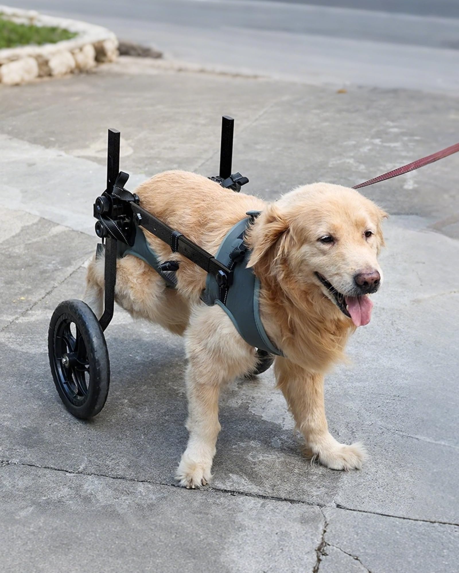 Photo 1 of TianfuSpanda Adjustable Large Dog Wheelchair for Back Legs, Upgraded Wheel, Disabled Pets, Leg Brace, Mobility Aid for Large Pets, Hind Limb Rehabilitation, Older, Disabled (XL(Chest 28.3-33.9in))
