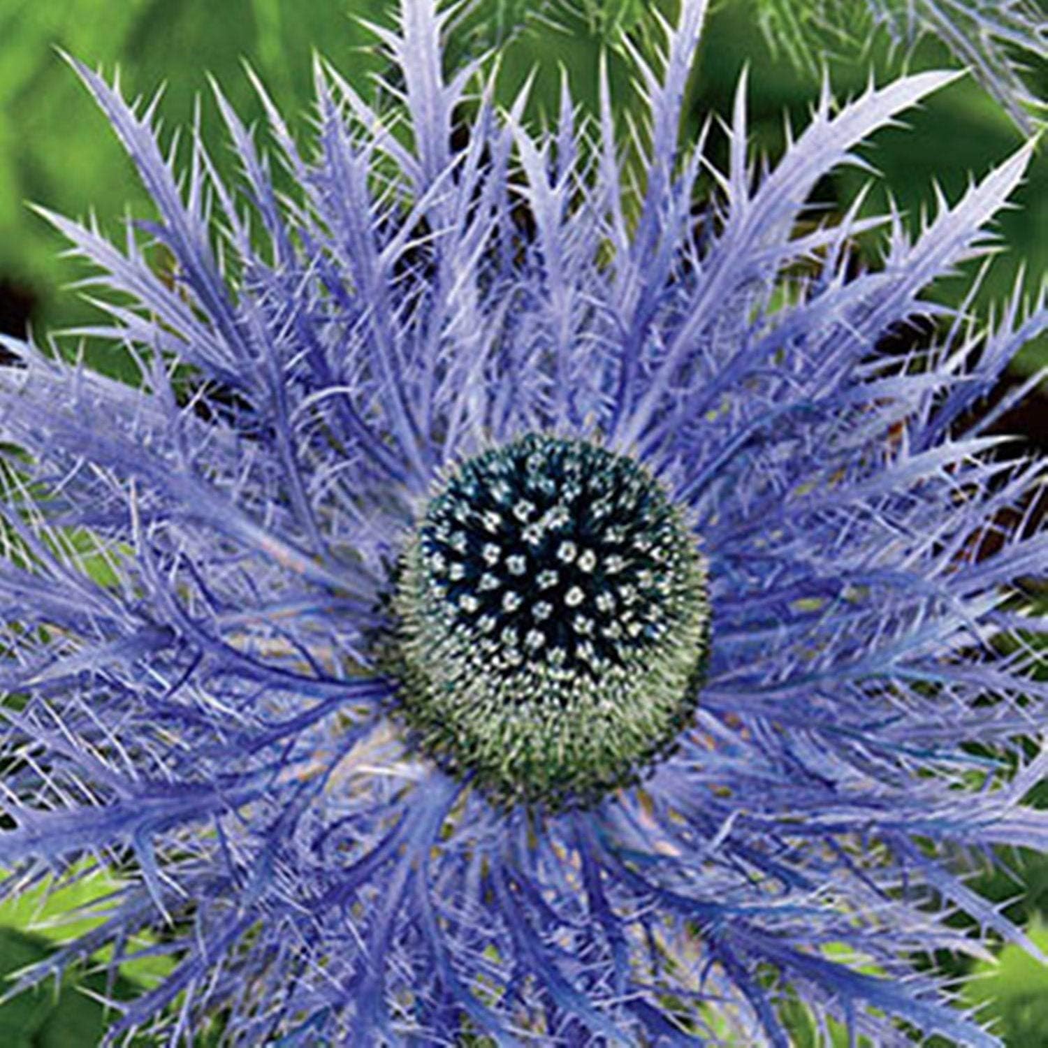 Sea Holly - HooDoo Wallpaper