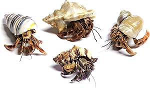 Nature Gift Store 4 Live Pet Hermit Crabs Shipped Now-Purple Pincher Land Crabs with 4 Extra Shells