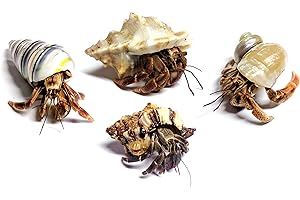 4 Live Hermit Crabs Shipped Now-with Premium Hermit Crab Shells: Land Crabs with 4 Extra Shells from Nature Gift Store