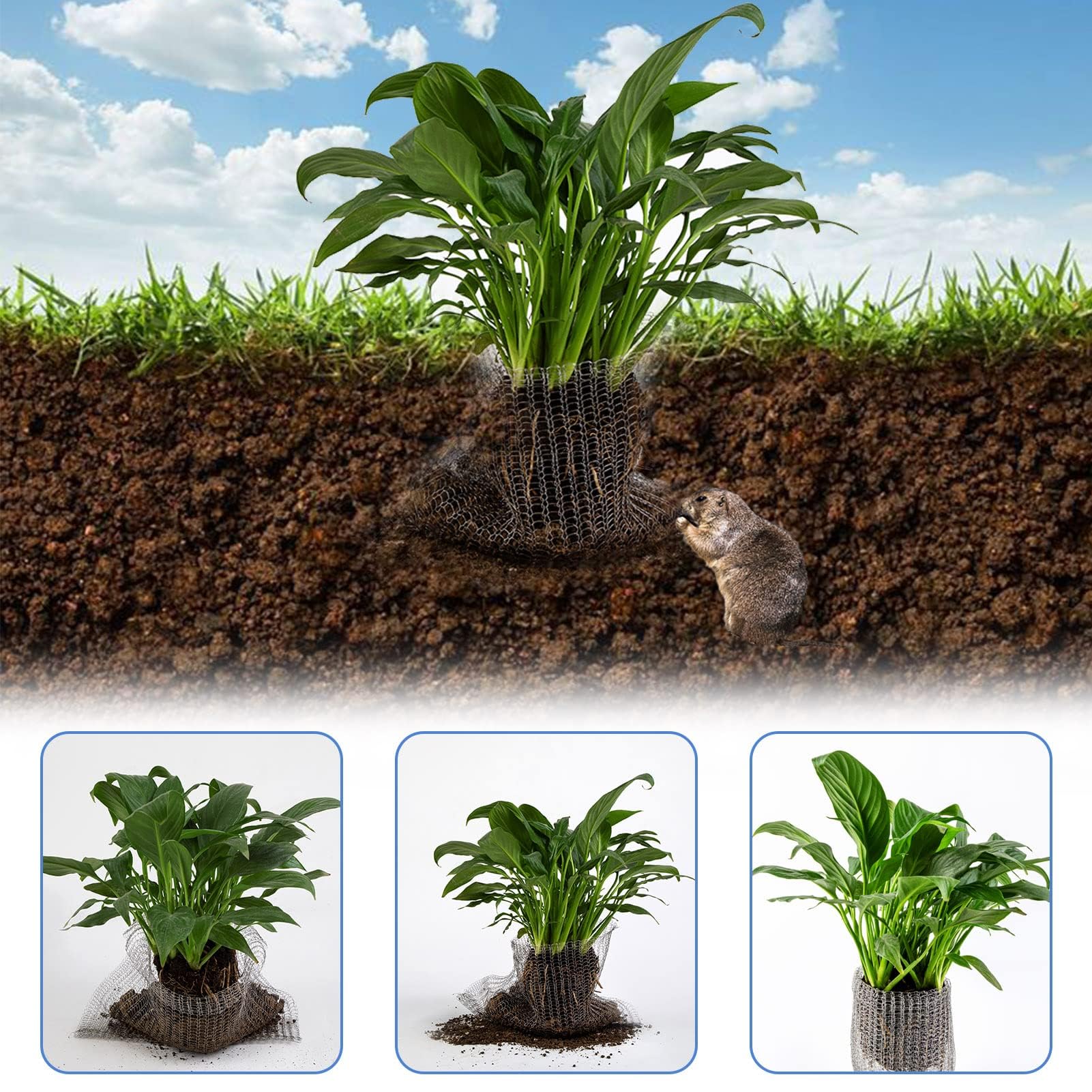 Gopher Protected Cable Mua Root Guard Gopher Proof Wire Basket Mole and Vole Mesh Wire Baskets ...