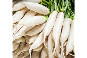 AXEL'S GARDEN SEEDS Japanese Daikon Radish Seeds for Planting - 100 Heirloom Non GMO Seeds - Full Planting Instructions to Plant & Grow a Home Vegetable Garden - Great Gardening Gift, 1 Packet