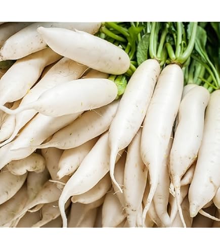 Amazon.com : 1 lb (29,000+ Seeds) Japanese Daikon - Daikon Radish