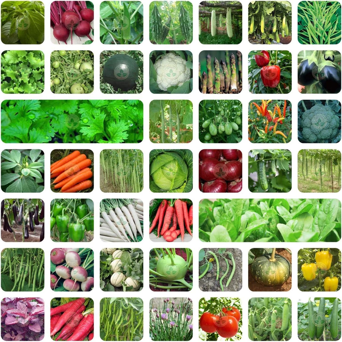 Punjab Seeds Organic Variety Combo Pack of 45 Vegetable Seeds for Terrace and Kitchen Gardening with Instruction Manual