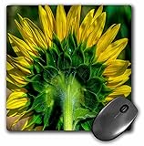 3dRose Roni Chastain Floral - back of sunflower