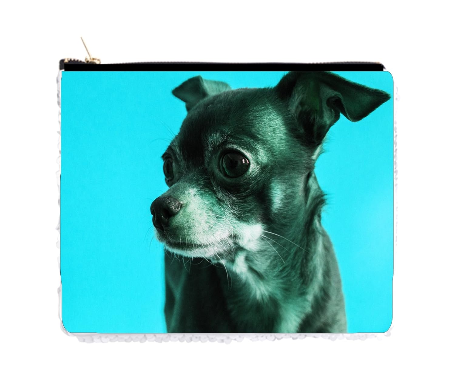 silver chihuahua puppies