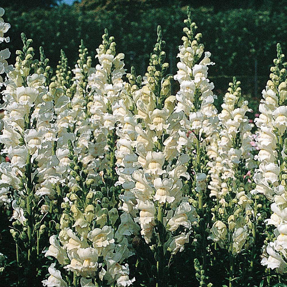 Antirrhinum majus ‘Royal Bride’, Snapdragon (400 Seeds) by Thompson and Morgan